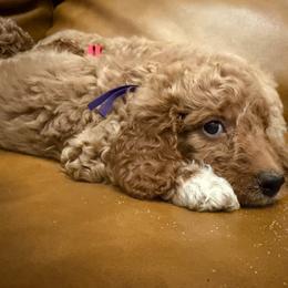 Purple Collar - Red  female Goldendoodle puppy in Winfield, Alabama from Rose Lane Doodles