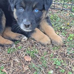 Black Tri Male 1 - Black tri-color male Australian Shepherd puppy in Crossville, Alabama from Bluff View Aussies