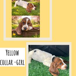 Girl 1 - Black white and tan female Basset Hound puppy in Knoxville, Tennessee from Jen's Bassets