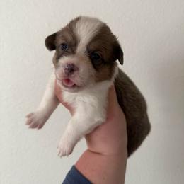 Gypsy - Sable female Pembroke Welsh Corgi puppy in Anderson, California from Flying K Corgis