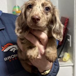 Heath - AKC - Chocolate and cream male Dachshund puppy in Sterling, Colorado from Country Chics Doxies