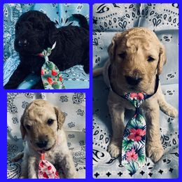 Goldendoodle Puppies from Lake Erie Puppies