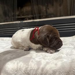 Red - Liver roan female German Shorthaired Pointer puppy in Huntington, Texas from B&B GSP’S
