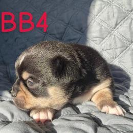 Rowdy - Black and tan male Chihuahua puppy in Harlan, Iowa from Home Grown Chihuahuas From Iowa