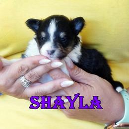 Shayla - Girl - Black & tan female Toy Shetland Sheepdog puppy in Frazeysburg, Ohio from Mountain High Kennels