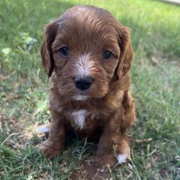 Beck - Red male Cavapoo puppy in Glendale, Arizona from Dashing Dogs
