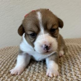 BUFFY AKC - Red female Pembroke Welsh Corgi puppy in Hinton, Oklahoma from Green Cloud Ranch