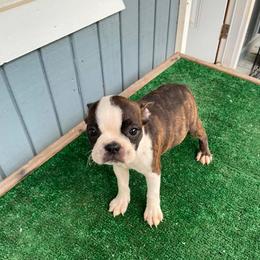 BRINDLE GIRL - Black brindle and white female Boston Terrier puppy in Anderson, South Carolina from Lola’s House of Bostons & Rescue
