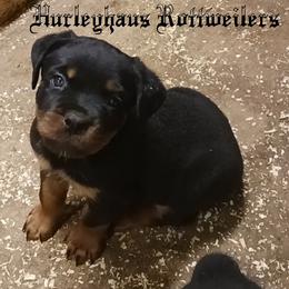 Rottweiler Puppies from Hurleyhaus Rottweilers