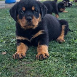 Female 3 - Black and mahogany female Rottweiler puppy in Arizona from TRK Rottweilers