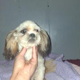 Paisley - Gold and white female Shih Tzu puppy in Birmingham, Alabama from K&D kennels