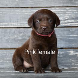 Pink Female - Chocolate female Labrador Retriever puppy in Mississippi from Sure Shot English Labs