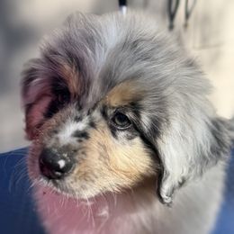 Astro - Miniature American Shepherd puppy from Sweetheart Aussies