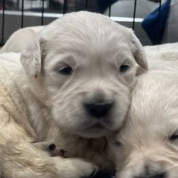Golden Retriever Puppies from Bluehorsegoldens