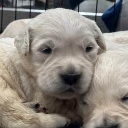 Golden Retriever Puppies from Bluehorsegoldens