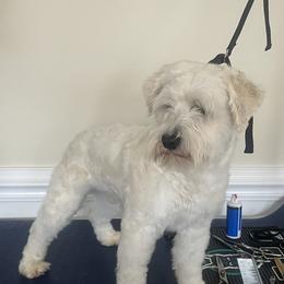 Royce - Miniature Schnauzer