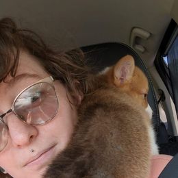 American Corgi and Pembroke Welsh Corgi Puppies from Chaotic Corgi’s