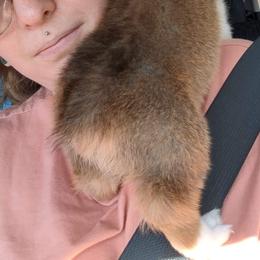 American Corgi and Pembroke Welsh Corgi Puppies from Chaotic Corgi’s