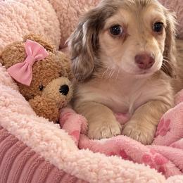 Shakra - Dapple female Dachshund puppy in Springfield, Ohio from LUXEYPUPS