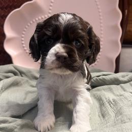 Camel (Cam) - Brown white and tan male Cocker Spaniel puppy in Camp Douglas, Wisconsin from Bluff Country Cockers