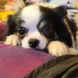 Bug - Chihuahua