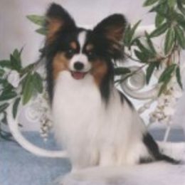 Papillons from Blairwynn Papillons