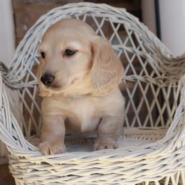 Gray collar - Cream male Dachshund puppy in Mc Donough, Georgia from Hot Diggity Doxies