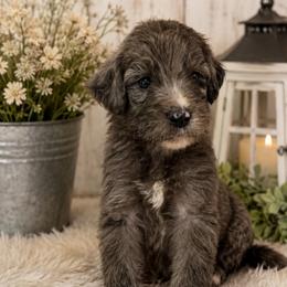 Ben - Blue merle male Bernedoodle puppy in Holden, Missouri from Mid-West Bernedoodles