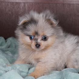 AKC Tippy - Blue merle male Pomeranian puppy in Albany, Indiana from Hatz Off Puppies