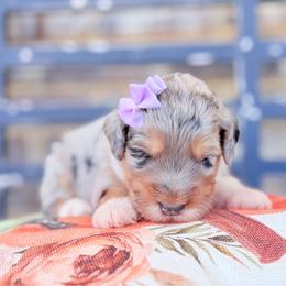 Apricot - Blue merle female Aussiedoodle puppy in Cartersville, Georgia from Simply Blessed Doodles