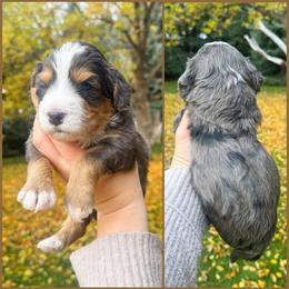 Waylon - Merle male Bernedoodle puppy in Idaho Falls, Idaho from Idahome Doodle