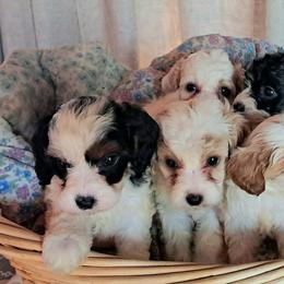 Cavapoo and Sheepadoodle Puppies from Kelley's Goldens Poodles and Doodles