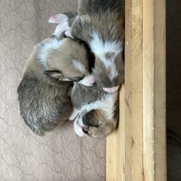 Labrador Retriever and Pembroke Welsh Corgi Puppies from Racing Winds Pembroke and Labradors