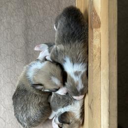 Labrador Retriever and Pembroke Welsh Corgi Puppies from Racing Winds Pembroke and Labradors