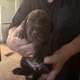 Boy 2 - Chocolate male Labrador Retriever puppy in Philadelphia, Mississippi from Pearl River Retrivers
