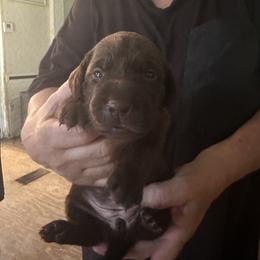 Boy 2 - Chocolate male Labrador Retriever puppy in Philadelphia, Mississippi from Pearl River Retrivers