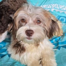 Havanese puppies from Hoku Havanese