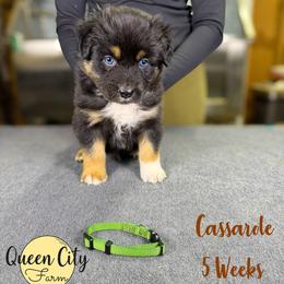 Casserole (green) - Black tri-color male Australian Shepherd puppy in Falmouth, Kentucky from Queen City Farm
