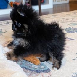 Little Rita the Runt - Black and tan female Pomeranian puppy in Danielsville, Georgia from PassionatePomPoms