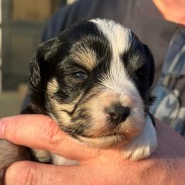 Alice - Black female Miniature Schnauzer puppy in Brundidge, Alabama from Deez Pups Magnificent Schnauzers