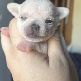 Chihuahua and French Bulldog Puppies from Sasha’s Elite Kennel LLC