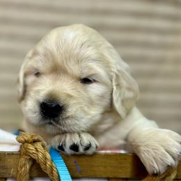 Miss Sky Blue - Golden female Golden Retriever puppy in Tonasket, Washington from Denzil’s Goldens
