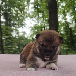 Soro - Sesame female Shiba Inu puppy in Clayton, Illinois from Adorable-Puppies