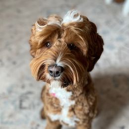 Roux - Australian Labradoodle