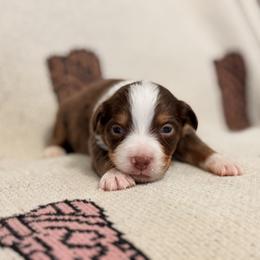 Miniature Australian Shepherd Puppies from B&B Little Aussie Gems