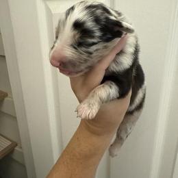 Dawn - Blue merle female Australian Shepherd puppy in Four Oaks, North Carolina from RoseWest Farms