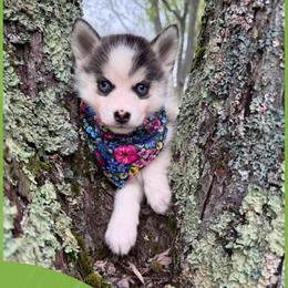 Peach - Wolf sable female Pomsky puppy in Venus, Pennsylvania from Hemlock Pines Pomsky