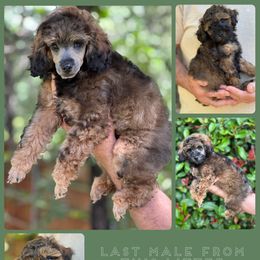 Small Agouti Male - Sable male Poodle puppy in Dallas, Texas from Infinity Poodles