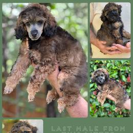 Small Agouti Male - Sable male Poodle puppy in Dallas, Texas from Infinity Poodles