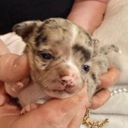 Chanel AKC - Merle female Chihuahua puppy in Seneca, Missouri from Stephanie’s Puppy Colony